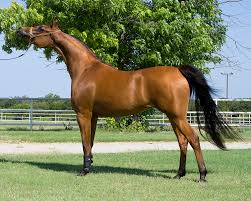 Image result for HORSE