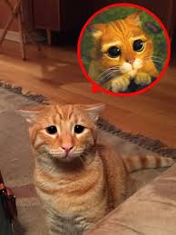 Image result for puss