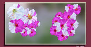 Resultado de imagen para flores bonitas