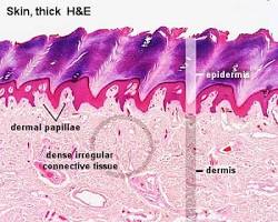 Histology Skin Layers 3