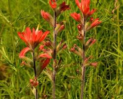 Image of Indian Paintbrush Wildflower