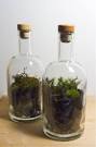 Sedum Terrarium Bottle Window Garden Terrarium Supplies