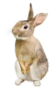 Image result for RABBIT