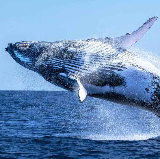 Whales: Majestic Giants of the Ocean and Their Role in Marine Ecosystems H15