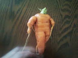 Image result for human carrot