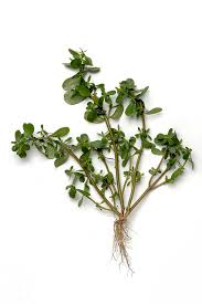 Resultado de imagem para beldroega