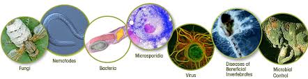 pathology photos এর চিত্র ফলাফল