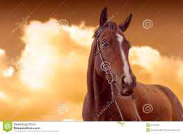 Image result for HORSE