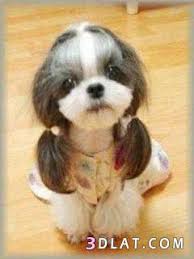 نتيجة بحث الصور عن صور كلاب