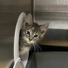 Border Paws Animal Shelter - Animal Shelter, Pet Adoption, Spca