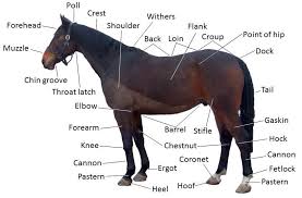 Image result for horses eaten