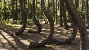 wald