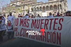 Animal Politico - News update