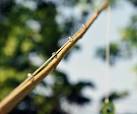Making a Bamboo Fly Rod - Thomas Penrose