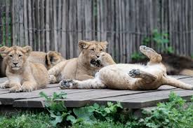 Kölner Zoo: Löwen-Nachwuchs und seltene Löwenäffchen begeistern Tierliebhaber