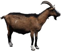Image result for GOAT