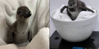 African penguin chick hatches at Hyatt Regency Maui
