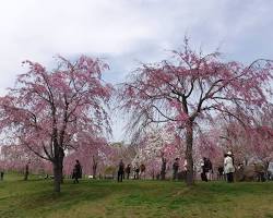 尾久の原公園, Arakawaの画像