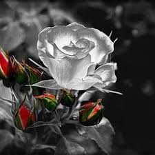 Image result for Silver rose image