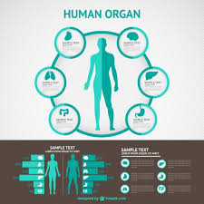 Resultado de imagen para cuerpo humano