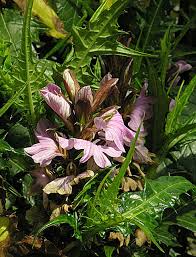 Image result for Acanthus ueleensis