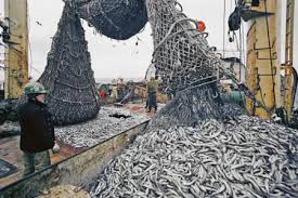 Под Керчью рыбаки выловили 6 тысяч тонн хамсы