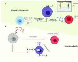 Image of Visceral Leishmaniasis