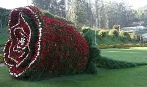 Image result for ooty botanical garden flower show 2015