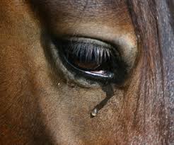 sad horse