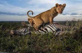 Image result for ‫ عکس های جالب از طبیعت‬‎