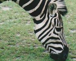 Image of Zookeeper feeding a Zebra
