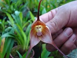 Image result for ����С���m