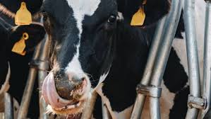 Harmadával olcsóbban vásárolják az ukrán tejet, így húznak hasznot a háborúból