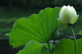 Image result for hình ảnh về hoa sen