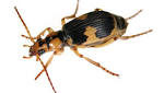  Beetles Eaten by Toads Free Themselves With Hot Chemicals That Make Their Captors Vomit