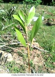 Image result for sagwan image green tree image