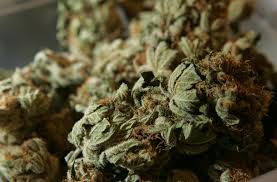 Resultado de imagen de Legalization
