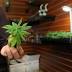 Anchorage's first marijuana shop opens, with only plants for sale