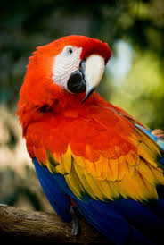 Image result for baby macaw parrot for sale