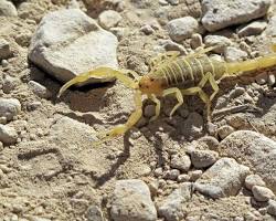 Image of various Texas scorpions