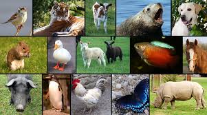 Resultado de imagem para imagens do reino animal