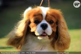 Image result for dog shows