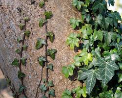 English ivy (Hedera helix)