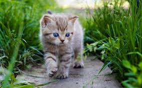 Bildergebnis für baby katze
