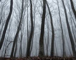 Twisted trees of Transylvania’s haunted forest