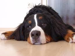 Image result for bernese mountain dog