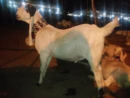 Image result for bakra eid 2015 pakistan