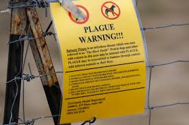 Plague kills cat near Evergreen, first confirmed case in Jeffco since 2023