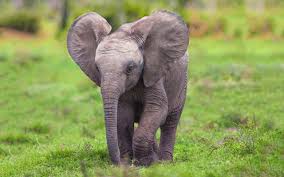 Image result for baby elephant