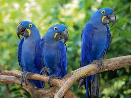 Image result for macaw parrot hd